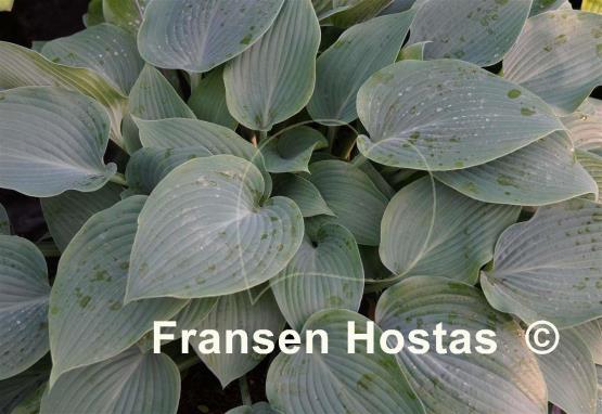 Hosta Happiness